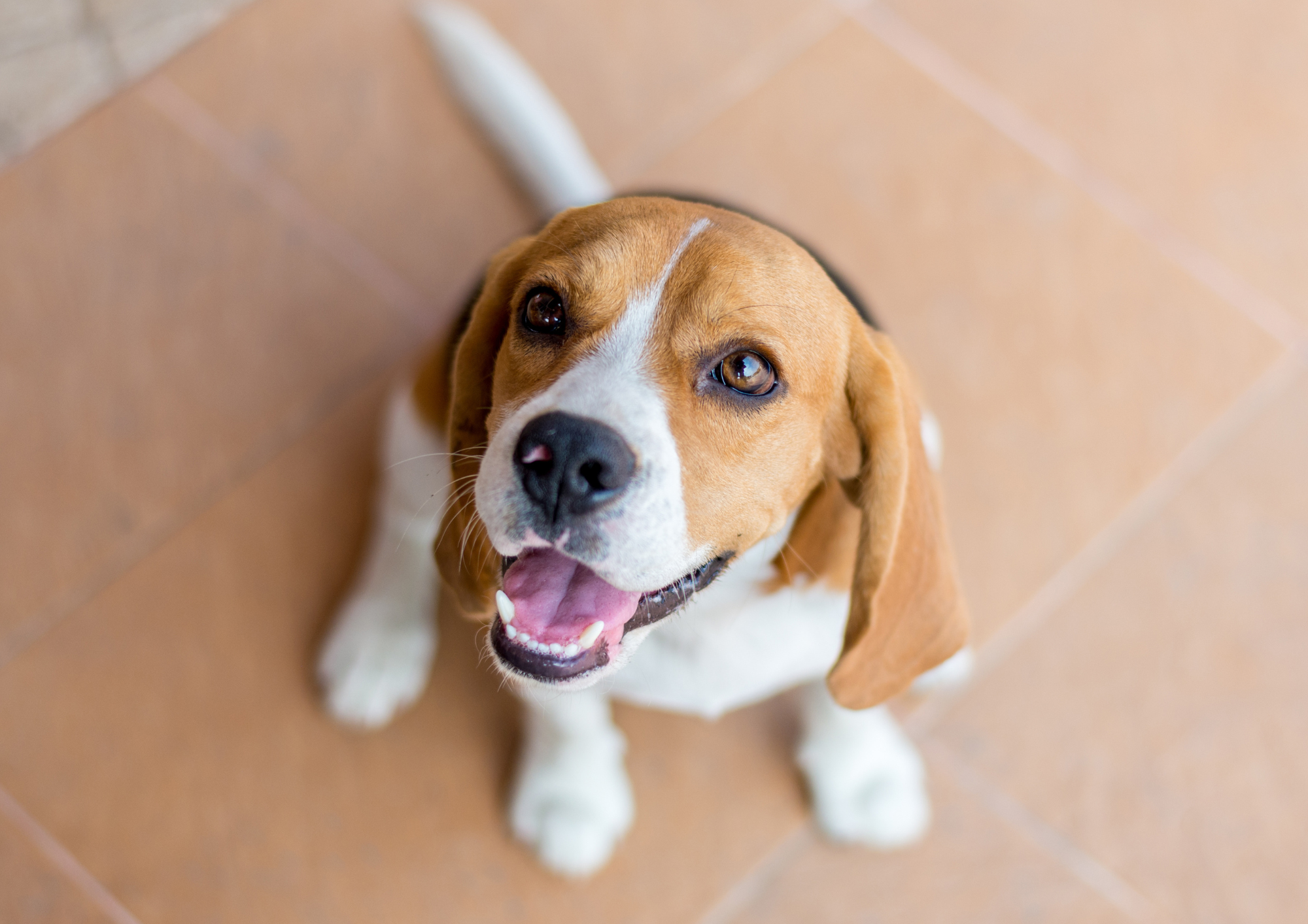 Chien propre avec DOGGYWASH